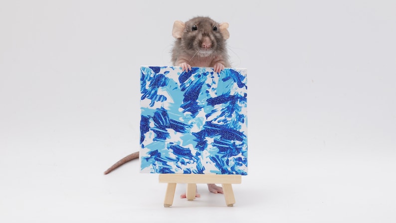 Pu&ograve; includere: Un ratto grigio che tiene una piccola tela con vernice astratta blu e bianca su un cavalletto.