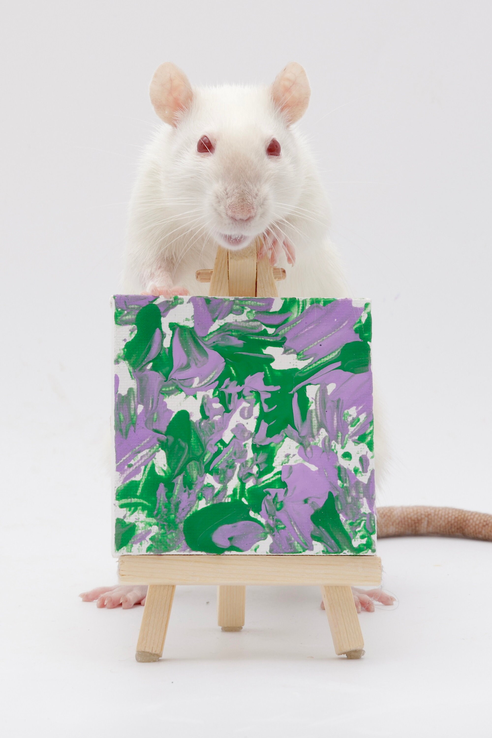 Premade Rat Paintings Etsy Australia