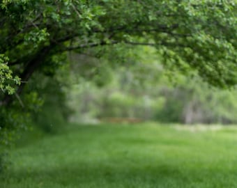 Green Park with Arching Tree Digital Background, Tree Branches, Arched Tree, Digital Backdrop, Spring Digital Backdrop, Summer Background