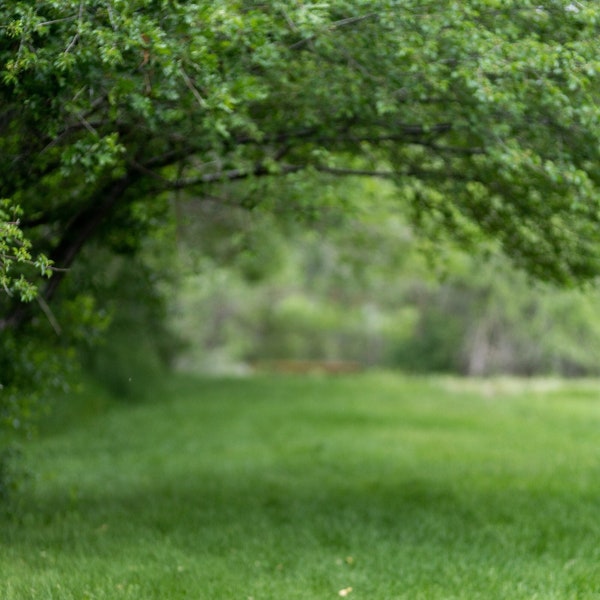 Green Park with Arching Tree Digital Background, Tree Branches, Arched Tree, Digital Backdrop, Spring Digital Backdrop, Summer Background