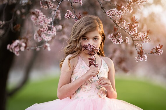 Pink Blossom Digital Photography Background Set of 5 Pink Apple