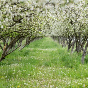 Blossoming Orchard Digital Background Apple Blossom Backdrop Floral Trees Greenery Maternity Portraits Fine Art Photo Editing Overlays