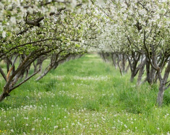 Blossoming Orchard Digital Background Apple Blossom Backdrop Floral Trees Greenery Maternity Portraits Fine Art Photo Editing Overlays