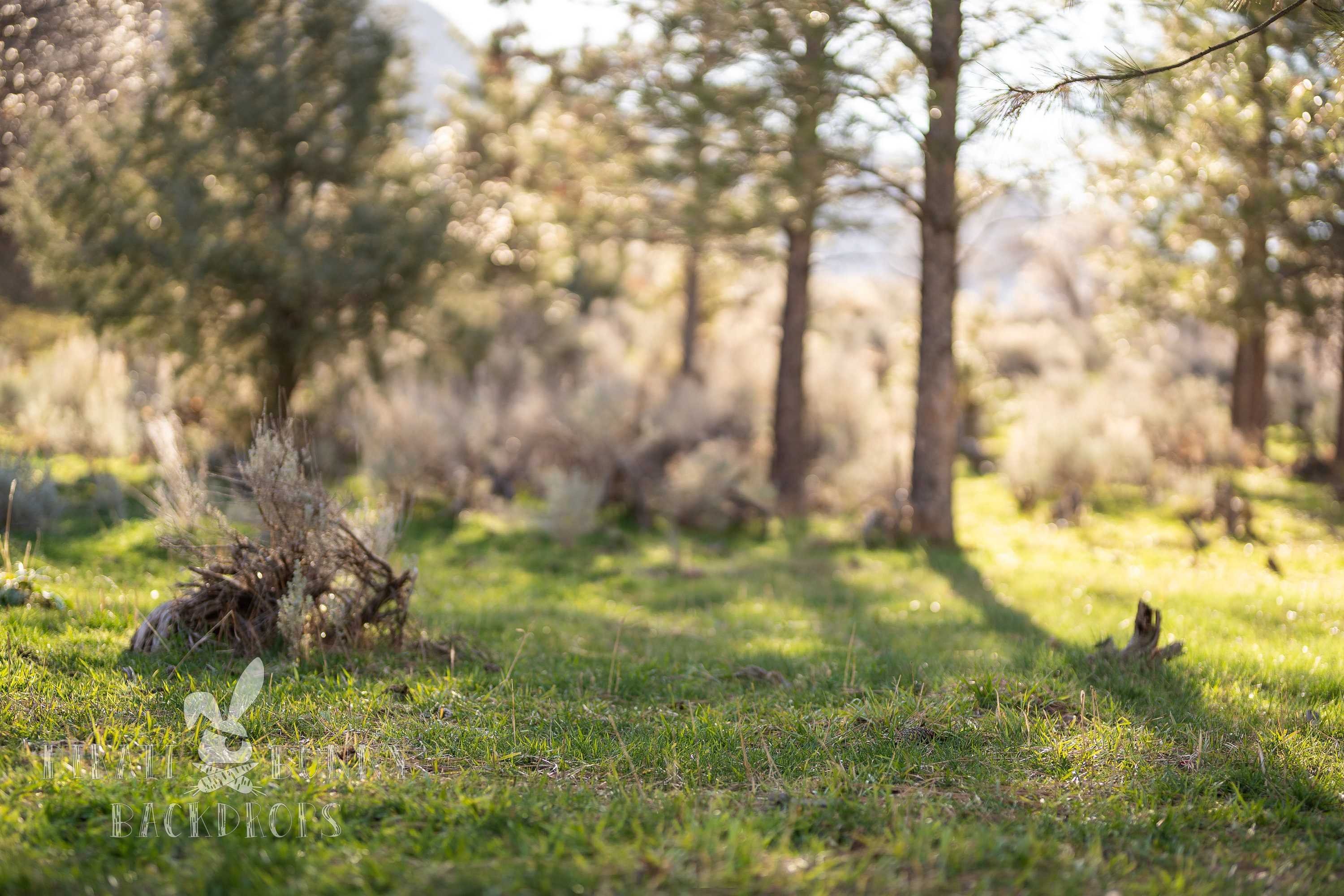 Green Grass Digital Background Pine Tree Background - Etsy