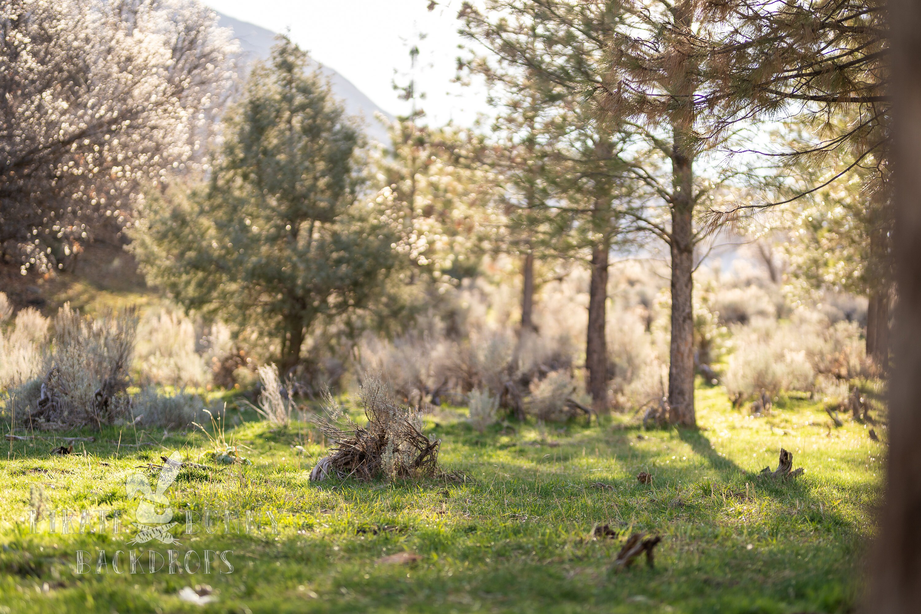 Green Grass Digital Background Pine Tree Background - Etsy