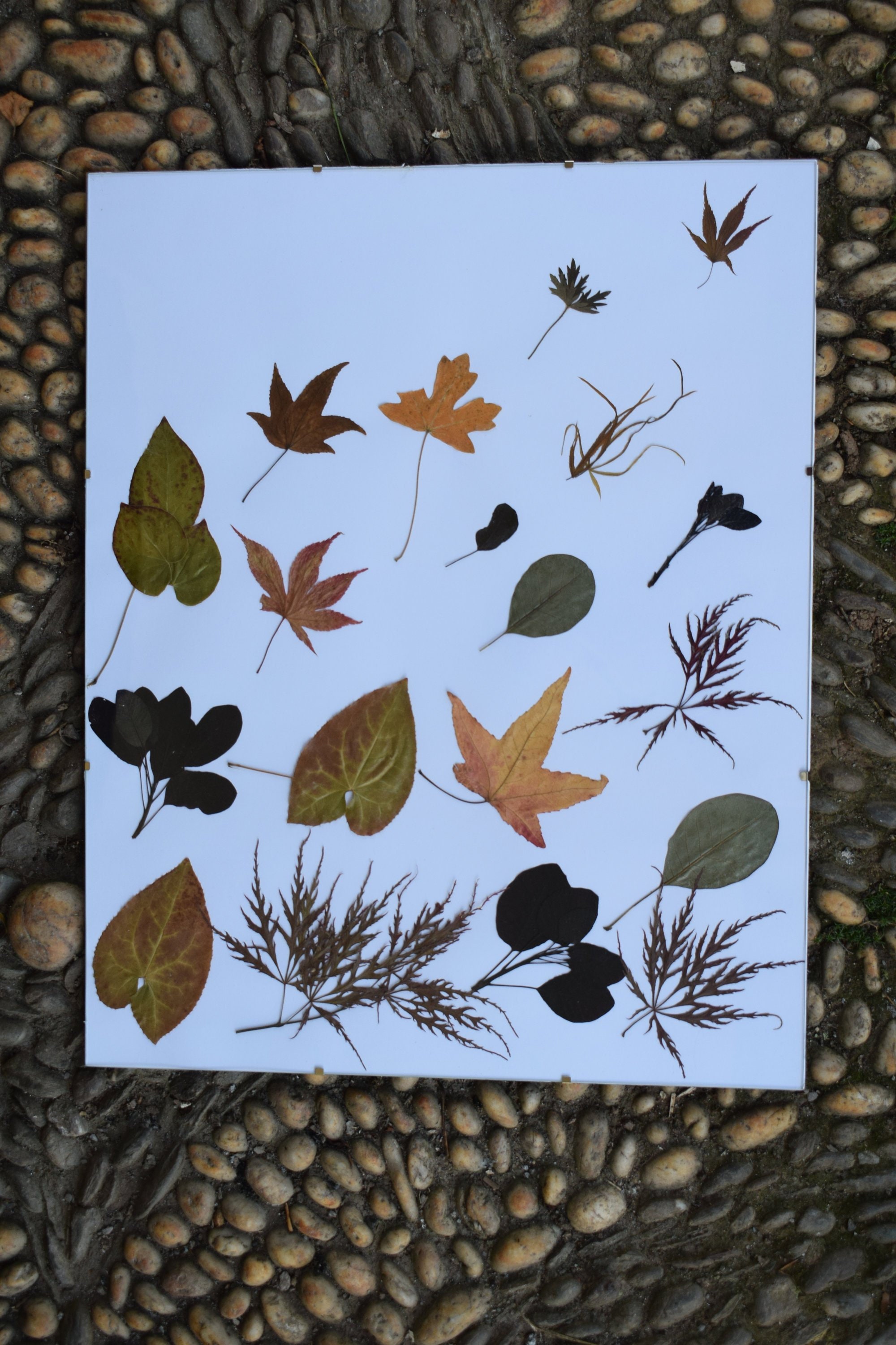 Leaf Collage Floating Free Botanical Art Charity Wild Etsy