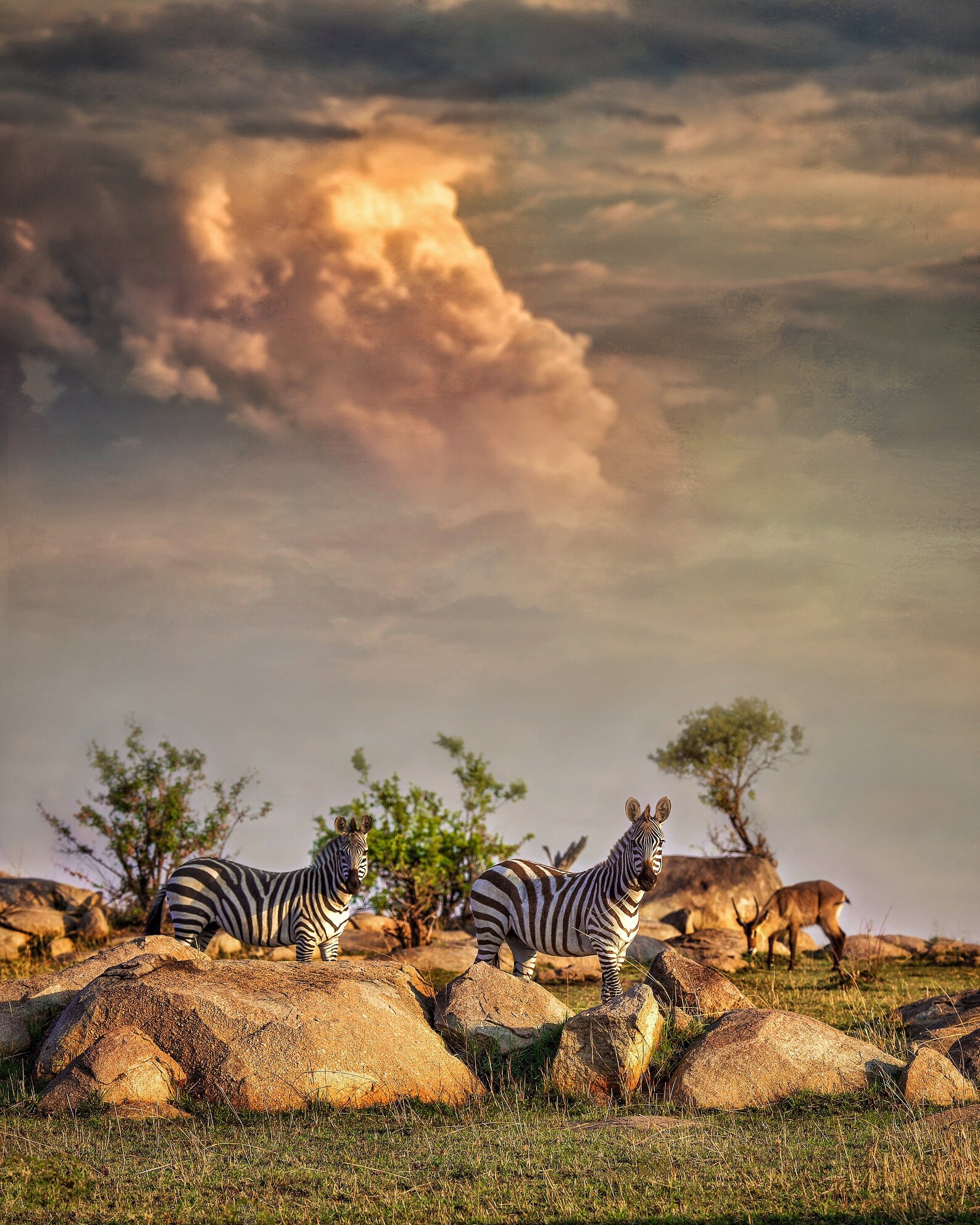 Fine Art Wildlife Prints Etsy