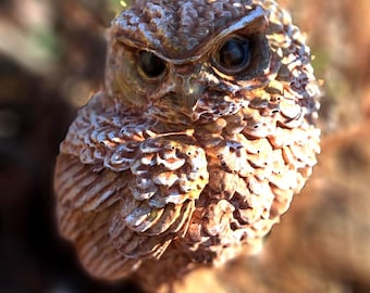Concrete Brown Owl Statue Rustic Woodland Garden Decor 4x3