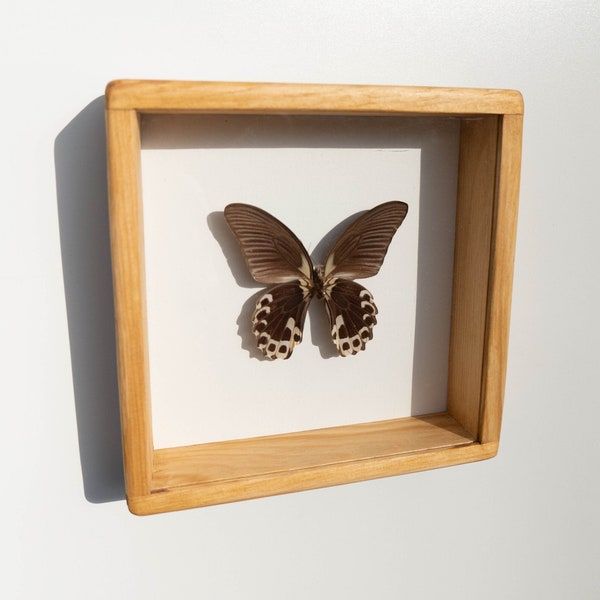Papillon naturalisé avec cadre en bois massif