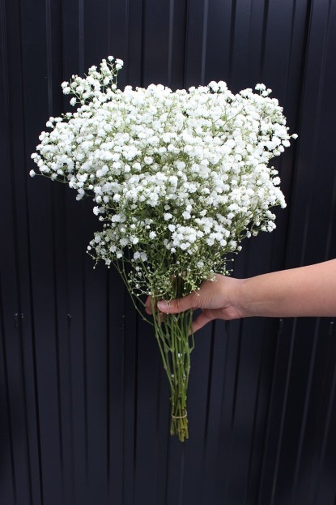 Fresh Baby Breath Etsy