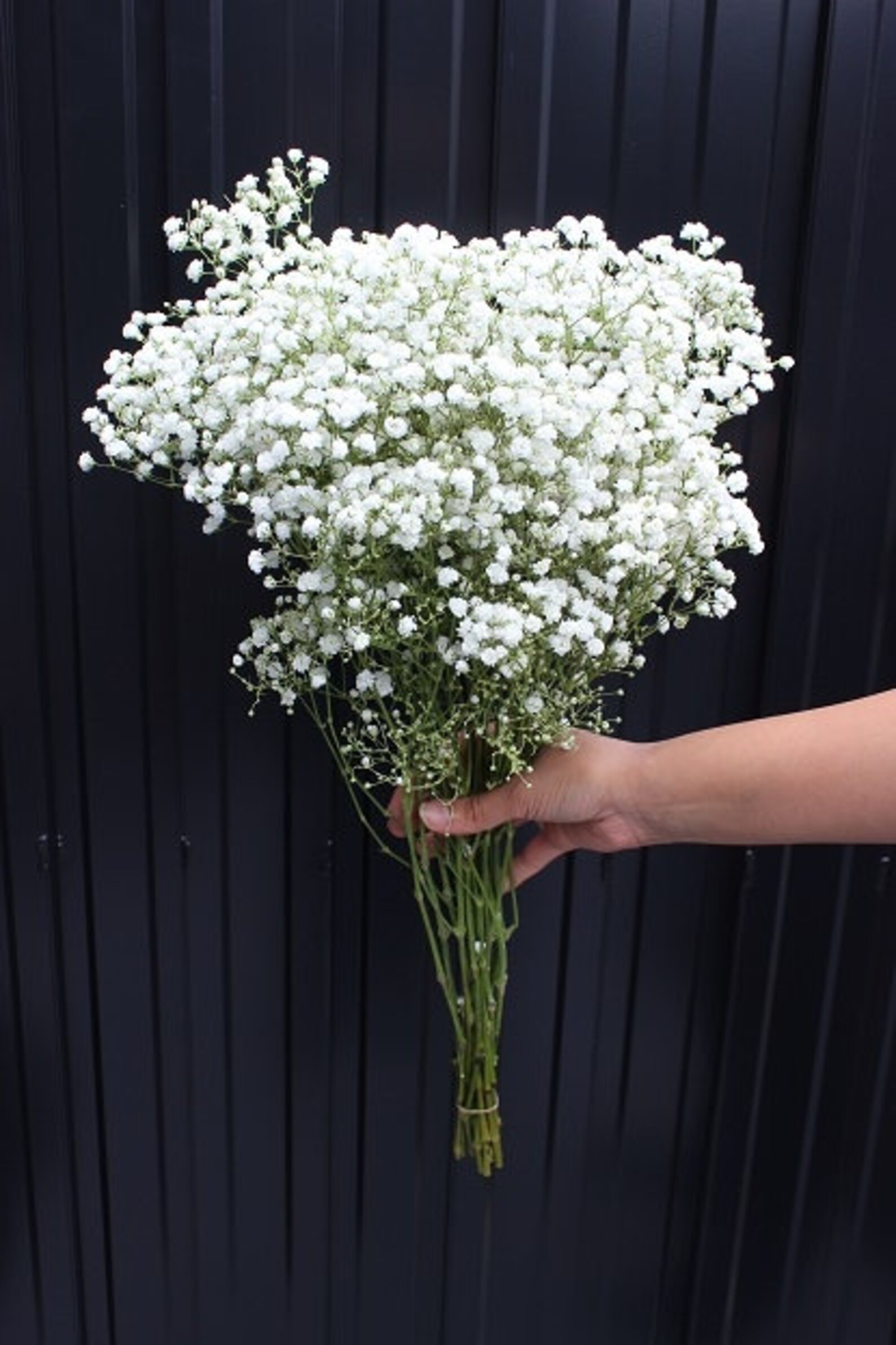 Fresh Baby Breath Etsy