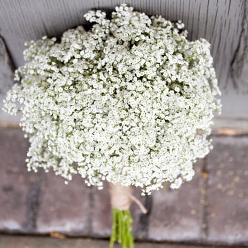 White Dried Baby Breath Real Dried Gypsophila Glittered Etsy