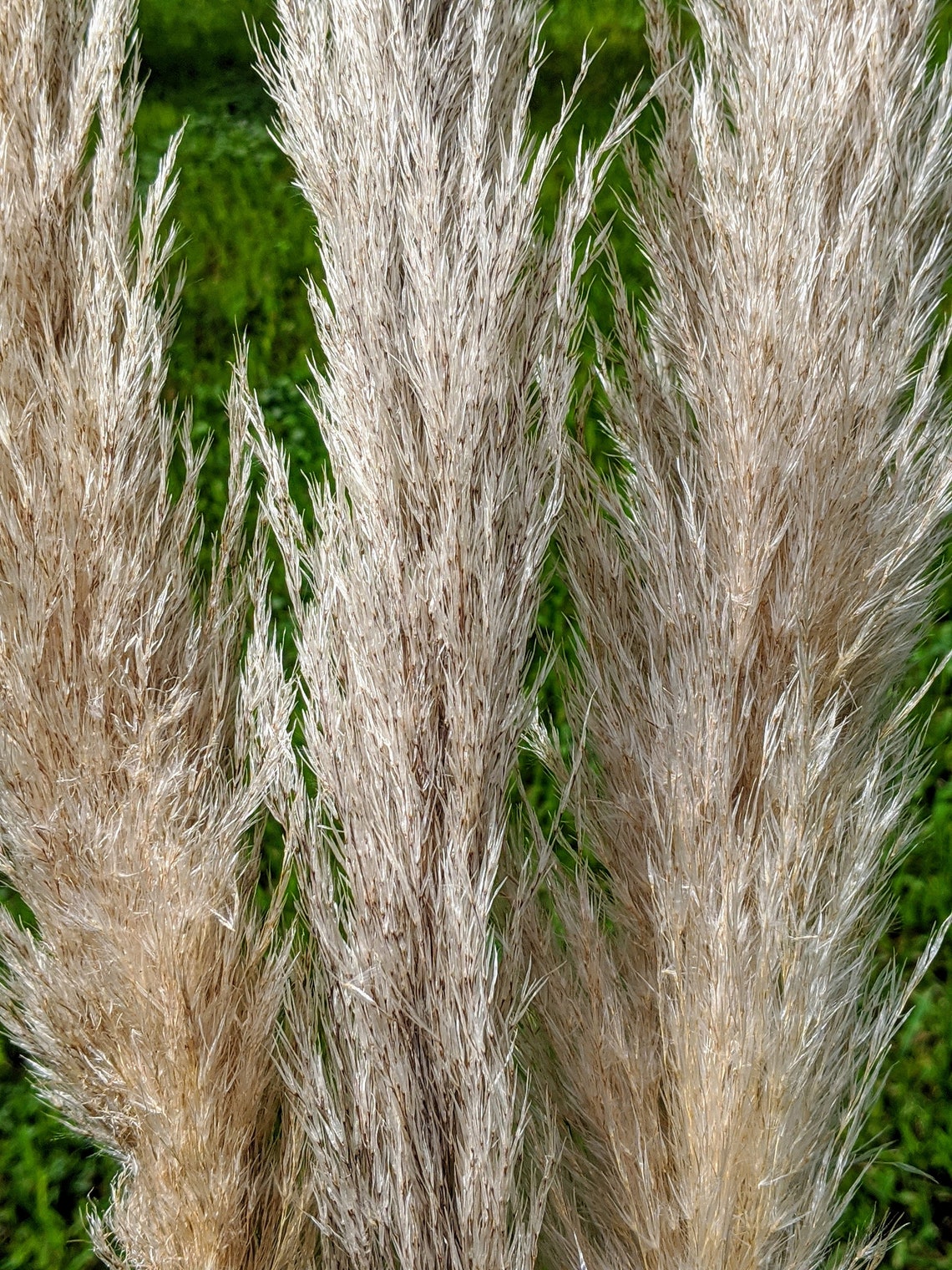 Pampas Grass Fluffy Natural Dry Flower Boho Wedding Etsy