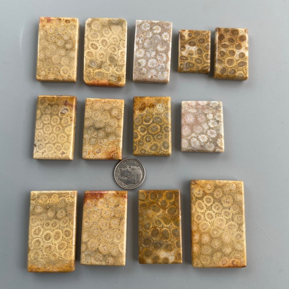 天然サンゴ化石ペーパーウェイト/ペーパーウェイト d2218 - Etsy 日本