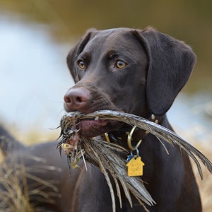May include: A brown dog with a dark coat holds a bird in its mouth. The dog has a collar with a tag. The background is blurred, with hints of water and dry grass. The dog's eyes are focused.