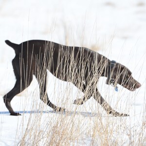 May include: A brown and black dog with a blue collar runs through tall, dry grass in the snow.