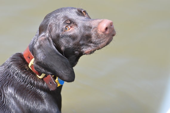 Summer Lovin German Shorthaired Pointer Gsp Full Liver Etsy