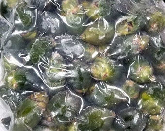 Young Baby Betel Nuts Areca Catechu nut - 8 lbs = 8 bags  = YOUNG BABY PALMNUT