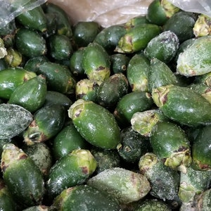 Frozen Defrosted Young BETEL NUTS (1 pound only=Grade C+++ Quality) Areca Catechu + 1 Free  Lime Cal powder Microasain style
