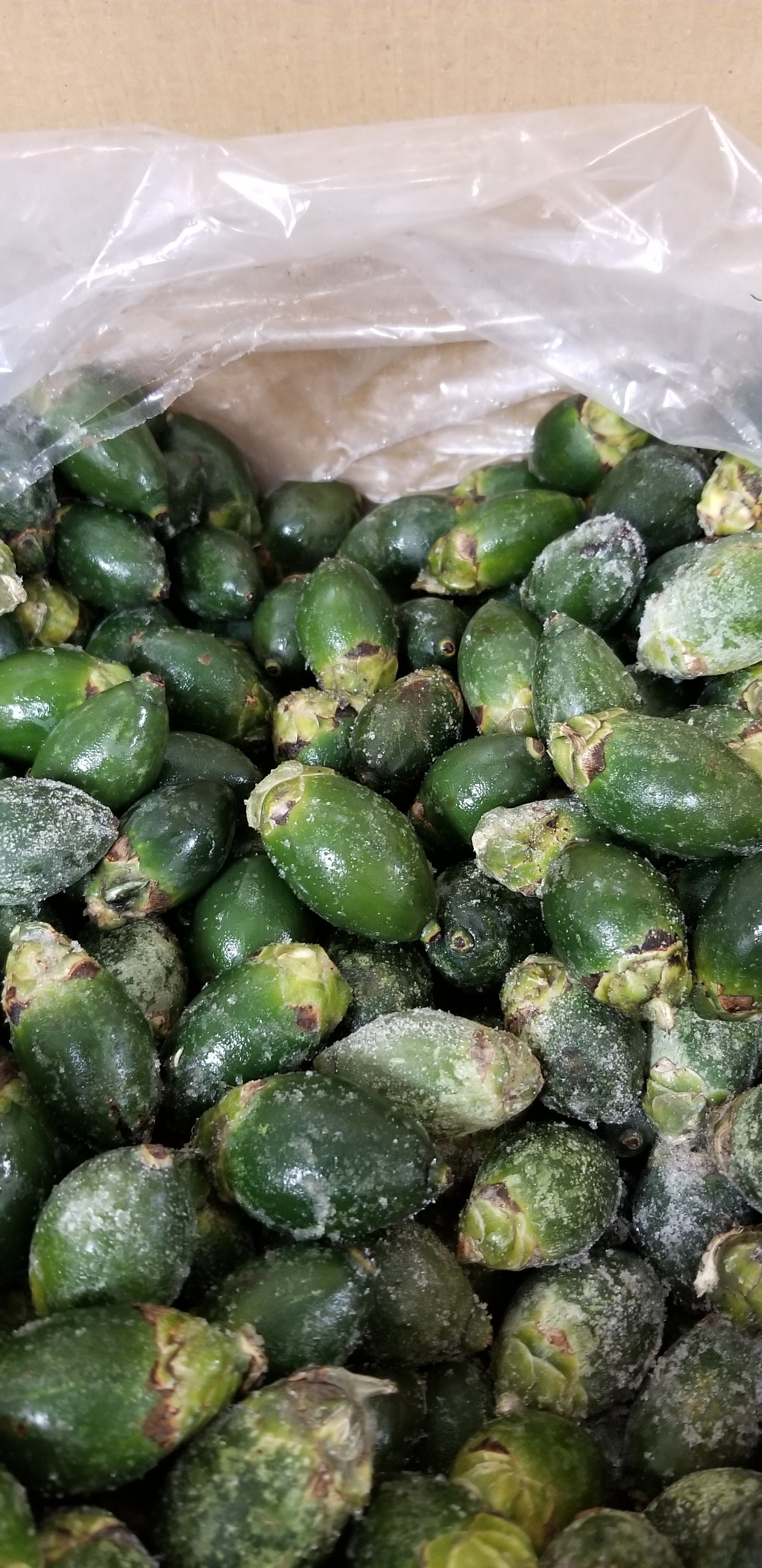 Frozen Young Betel Nuts (1 lb) - Areca Catechu