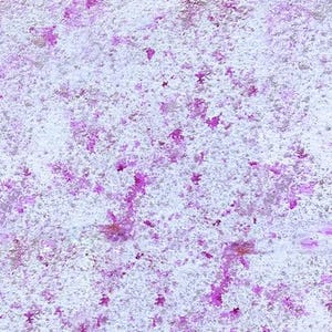 May include: Abstract textured background with a speckled pattern. The image features a light blue base with scattered, irregular splashes of bright pink and purple hues, creating a mottled effect. The texture appears rough and uneven.