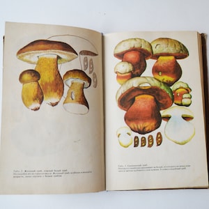 Vintage illustrierte Pilze Buch, Handbuch Anleitung zu Pilzen