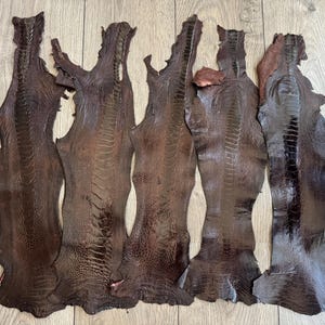 Peut inclure: Cinq pièces de cuir d'autruche brun foncé, chacune avec une forme et une texture uniques. Le cuir présente un motif distinctif et une couleur riche et profonde, idéal pour l'artisanat. Les pièces sont disposées sur une surface en bois clair.