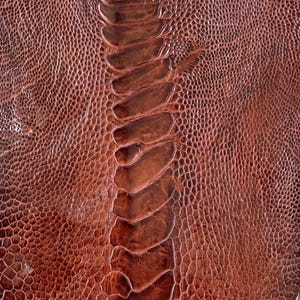 Op de afbeelding: Close-up van bruin struisvogel leer. Het leer heeft een getextureerd oppervlak met kleine bobbels en een centrale, donkerdere, geribbelde zone. De kleur is een rijk, warm bruin, met variaties in toon over het oppervlak. Het leer lijkt van hoge kwaliteit te zijn.