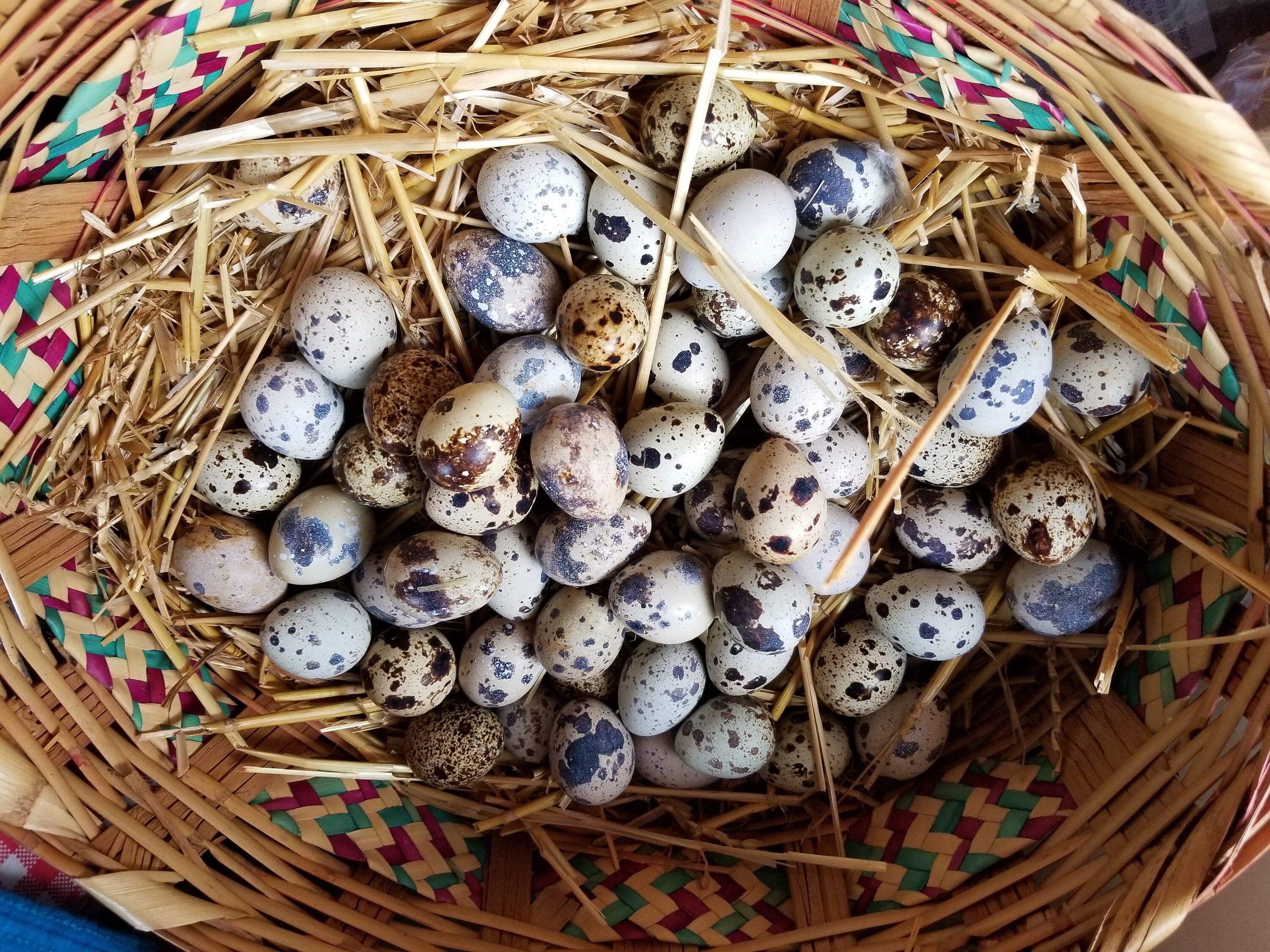 Quail Hatching Eggs Etsy