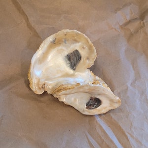 May include: An open oyster shell with a cream-colored interior and a gold-colored edge. The shell has a dark, oval-shaped area inside. The shell is on a brown paper surface.