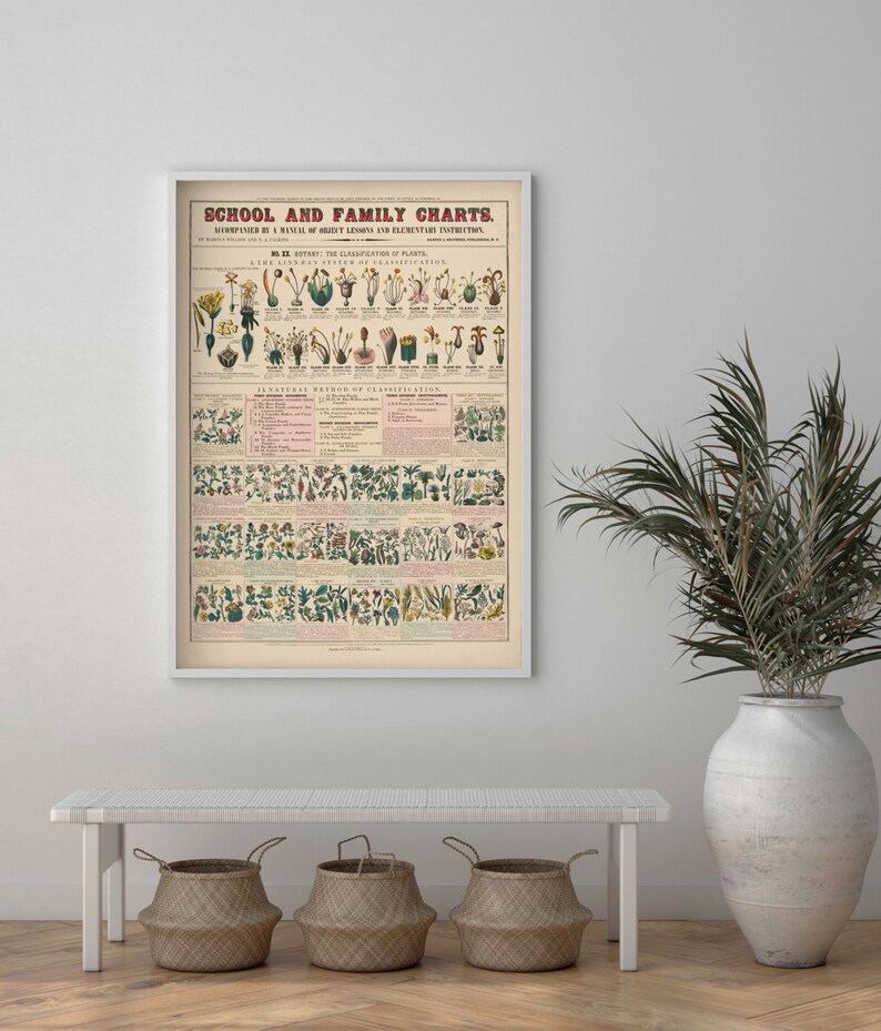 Vintage Educational Poster School & Family Charts No XX. Etsy UK