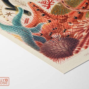 May include: A vintage illustration of colorful coral, starfish, and sea urchins from the Great Barrier Reef. The illustration is in a detailed, hand-painted style with vibrant colors.