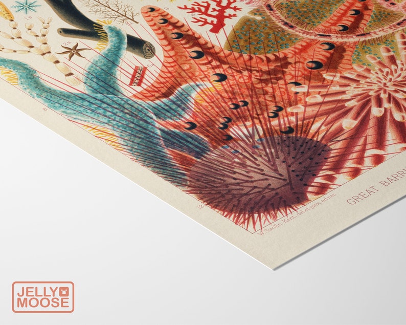 May include: A vintage illustration of colorful coral, starfish, and sea urchins from the Great Barrier Reef. The illustration is in a detailed, hand-painted style with vibrant colors.