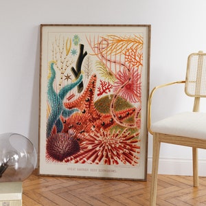 May include: A vintage illustration of various sea creatures from the Great Barrier Reef. The illustration features a variety of colorful echinoderms, including starfish, sea urchins, and crinoids. The illustration is framed in a wooden frame.