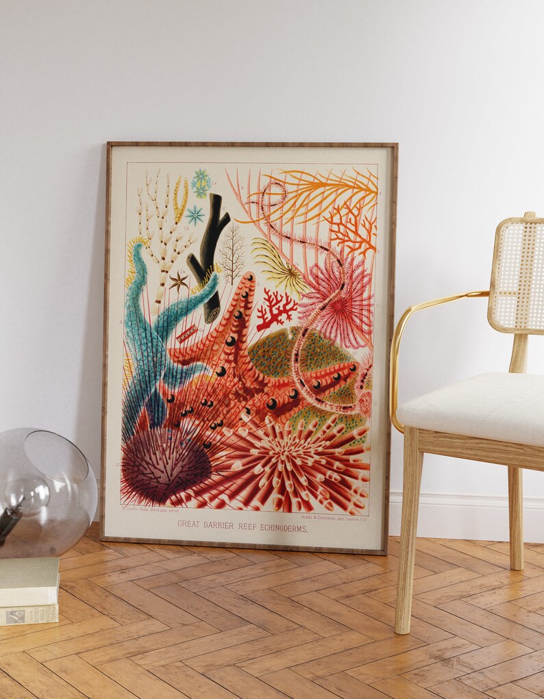 May include: A vintage illustration of various sea creatures from the Great Barrier Reef. The illustration features a variety of colorful echinoderms, including starfish, sea urchins, and crinoids. The illustration is framed in a wooden frame.