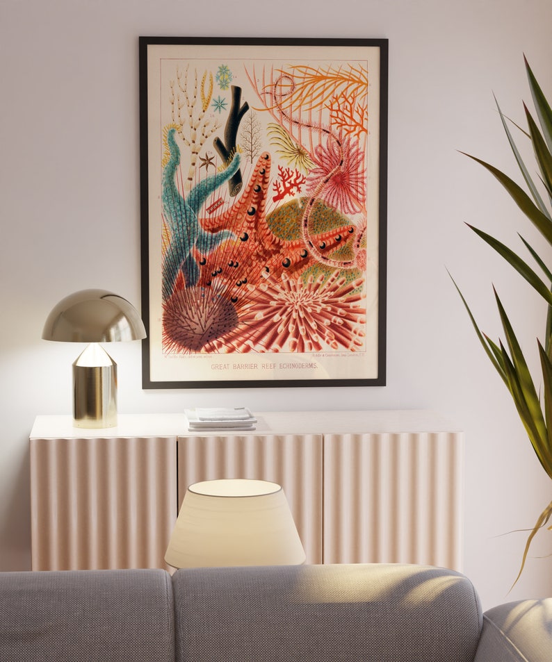 May include: A vintage illustration of colorful sea life from the Great Barrier Reef. The illustration features a starfish, sea urchins, and coral in shades of red, orange, pink, and blue.