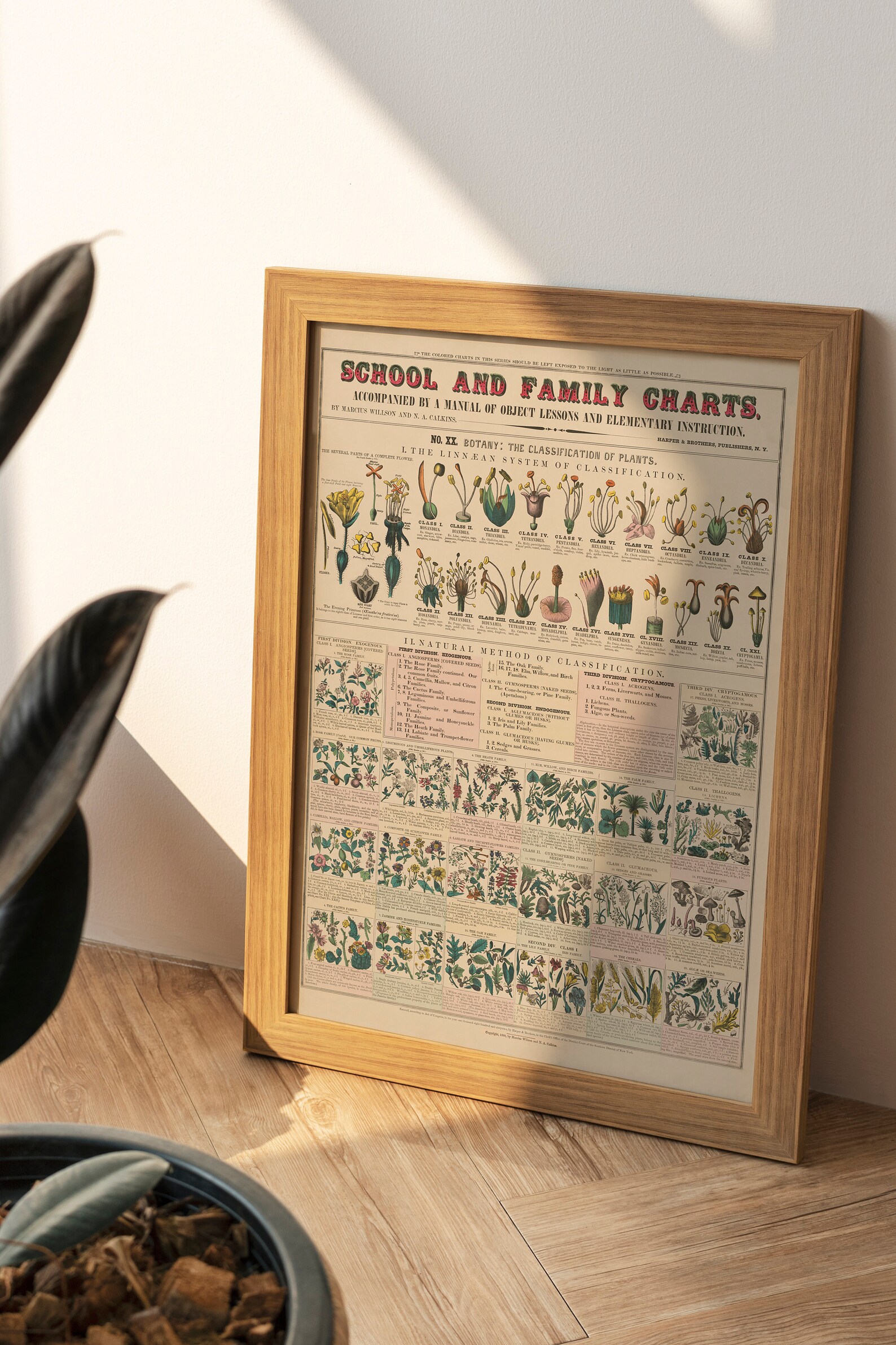 Vintage Educational Poster School & Family Charts No XX. Etsy UK