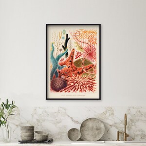 May include: A vintage illustration of colorful sea life from the Great Barrier Reef. The illustration features a starfish, sea urchins, coral, and other marine life.