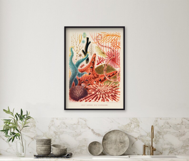 May include: A vintage illustration of colorful sea life from the Great Barrier Reef. The illustration features a starfish, sea urchins, coral, and other marine life.