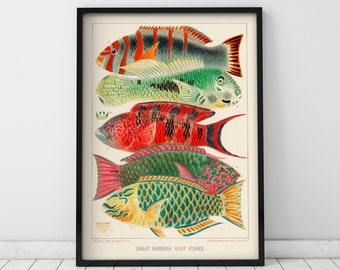 Great Barrier Reef Fish Print, Vintage Marine Life Giclée Art