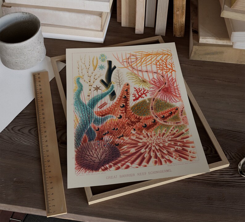 May include: A vintage illustration of various sea creatures from the Great Barrier Reef, including starfish, sea urchins, and coral. The illustration is in a vibrant color palette of red, orange, pink, blue, and green.