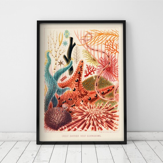 Echinoderms Print, Great Barrier Reef, Vintage Marine Life Art