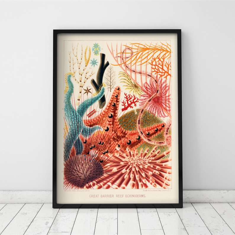 May include: A vintage illustration of various sea creatures from the Great Barrier Reef, including starfish, sea urchins, and coral. The illustration is in a vibrant color palette of red, orange, pink, blue, and green.