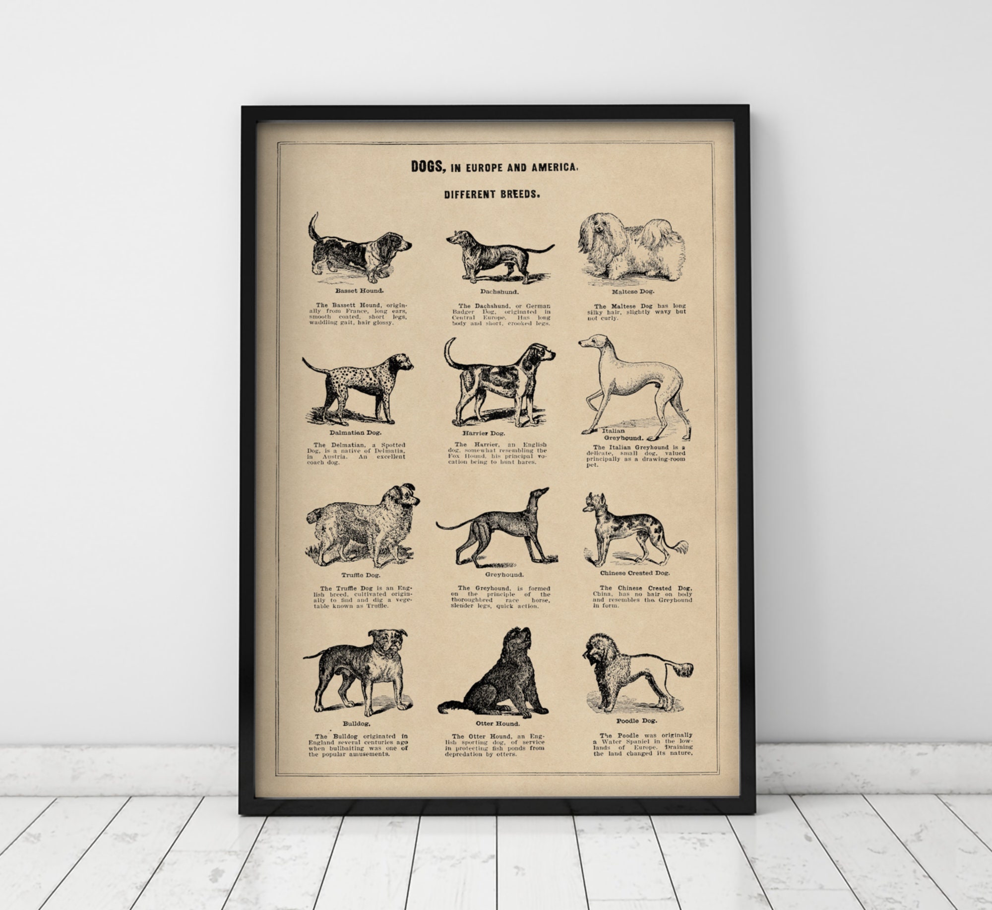 Dog Art Print Dog Breeds Chart Vintage Dog Poster - Etsy 日本