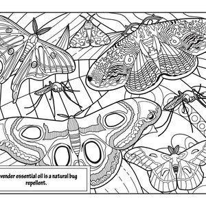 Lavender 5, Coloring Pages for Adults, 2 Printable Coloring Pages, Instant Download PDF