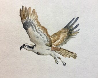 Osprey Watercolor Digital Print