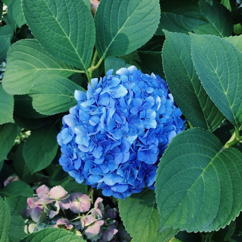 アンバーガラススクエアミッドセンチュリーモダンヴィンテージ