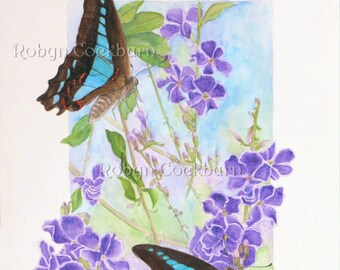 Australian Blue Triangle Butterflies on Geisha Girl Flowers Original Watercolour Painting