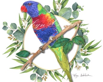 Australian Rainbow Lorikeet Art Print Parrot Painting