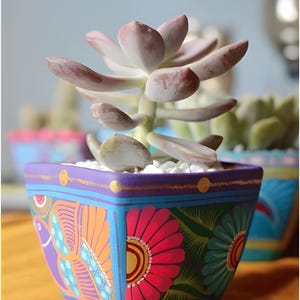 Jardinières en terre cuite peintes à la main